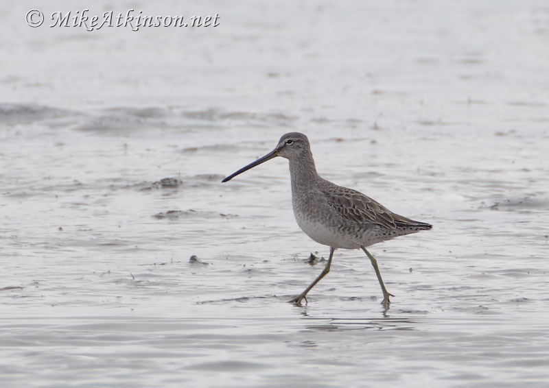 Long-billed Dowitcher