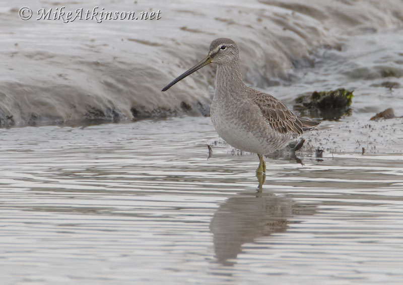 Long-billed Dowitcher