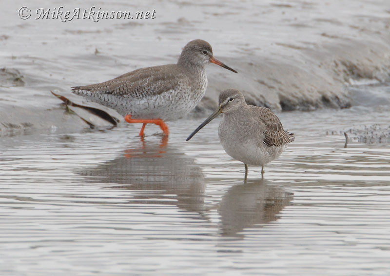 Long-billed Dowitcher