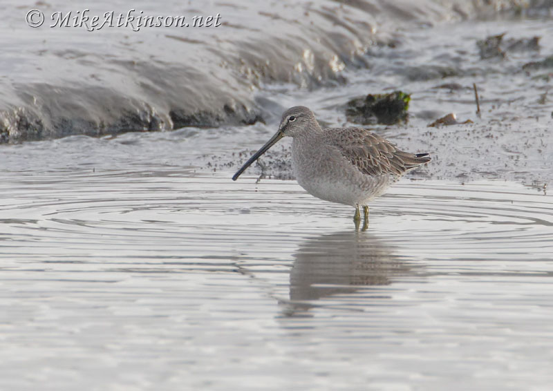 Long-billed Dowitcher