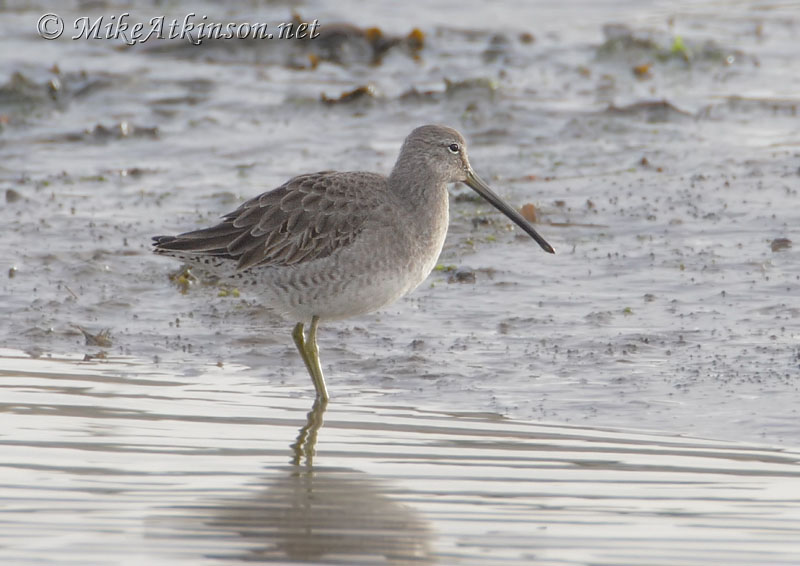 Long-billed Dowitcher