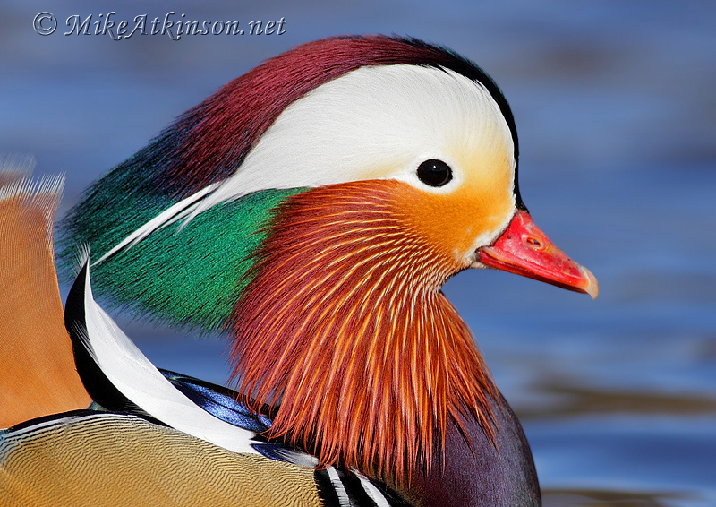 Mandarin Duck