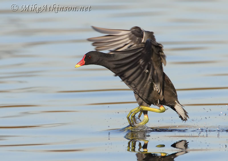 Moorhen