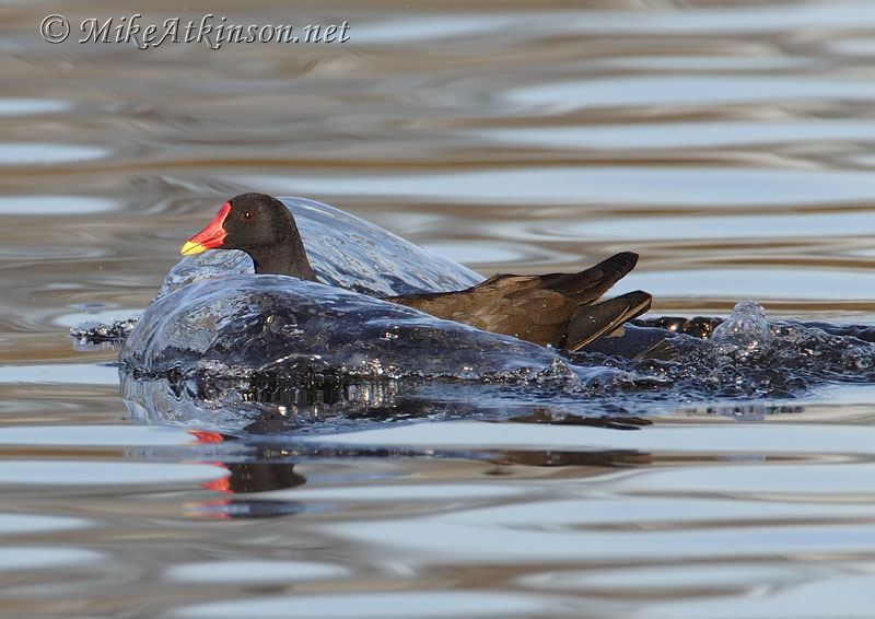 Moorhen