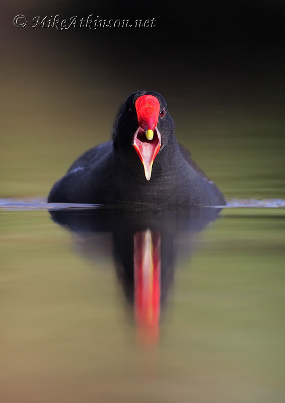 Moorhen