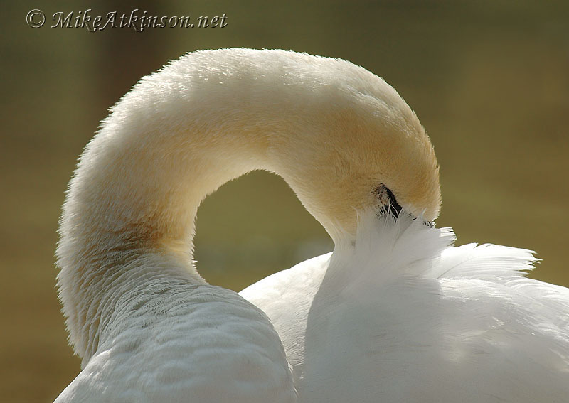 Mute Swan