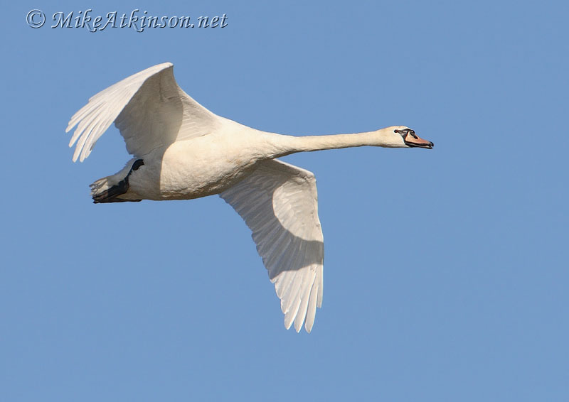 Mute Swan