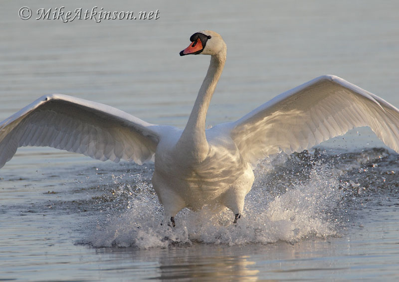 Mute Swan