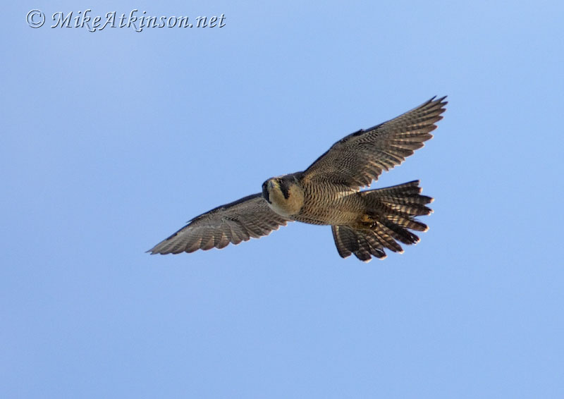 Peregrine Falcon