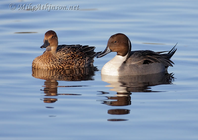 Pintail