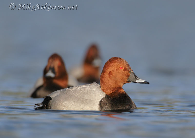 Pochard