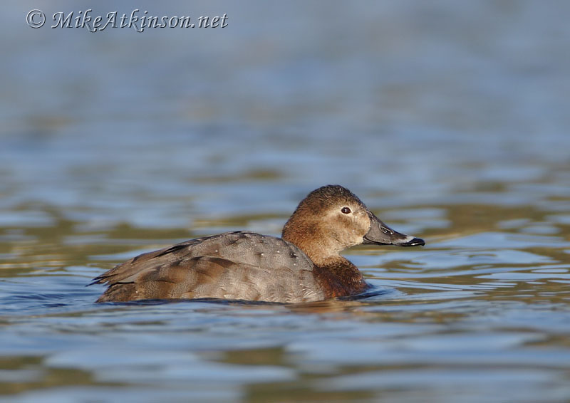 Pochard