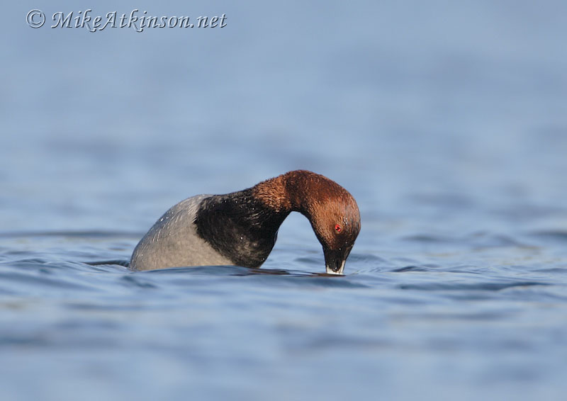 Pochard