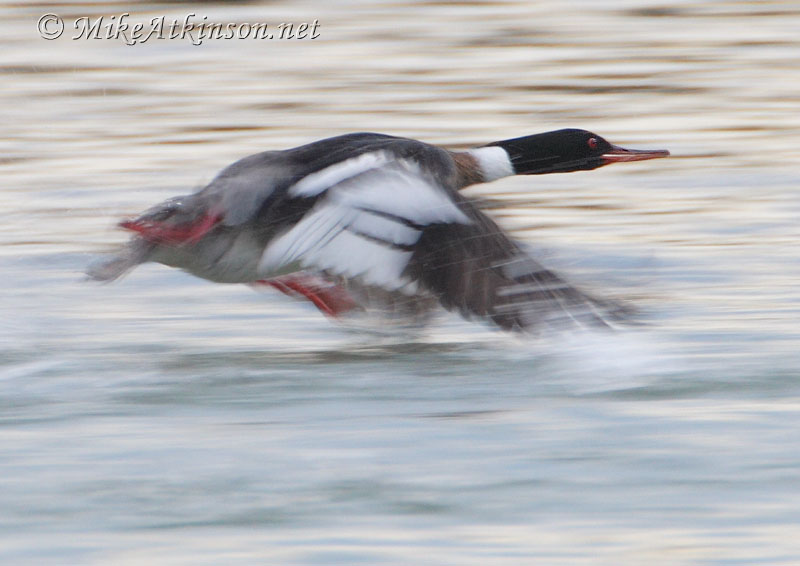 Red-breasted Merganser