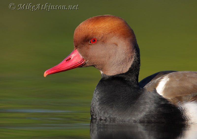 Red-crested Pochard (captive bird)