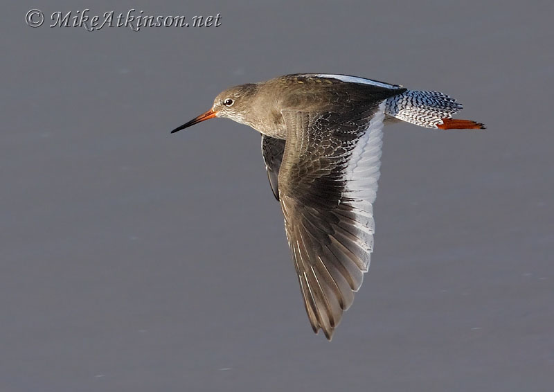 Redshank