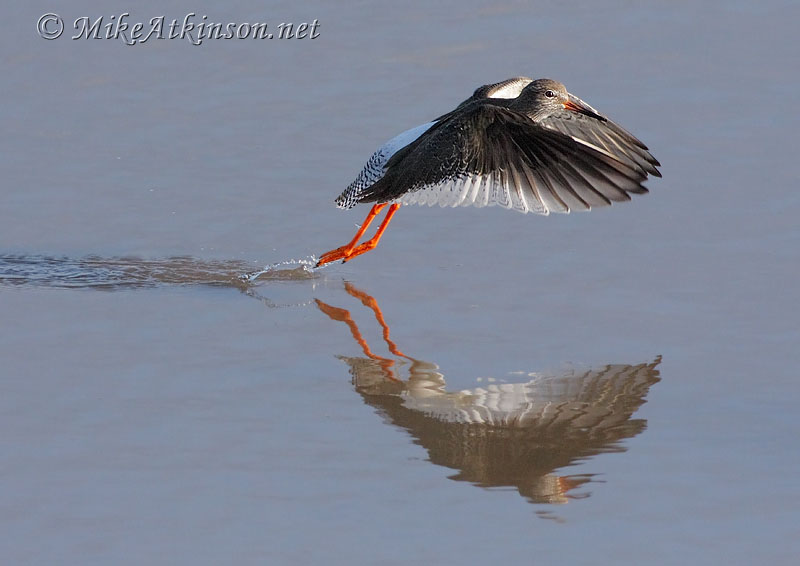 Redshank