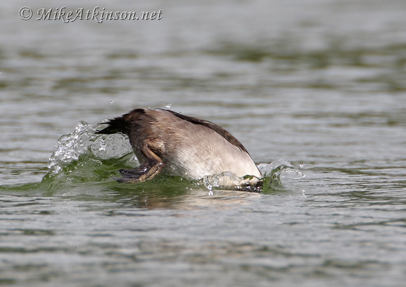 Ring-necked Duck