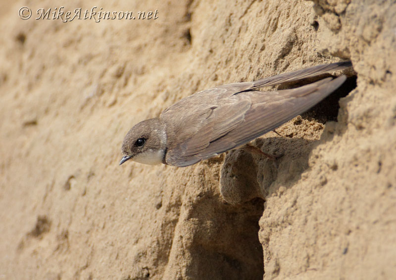 Sand Martin