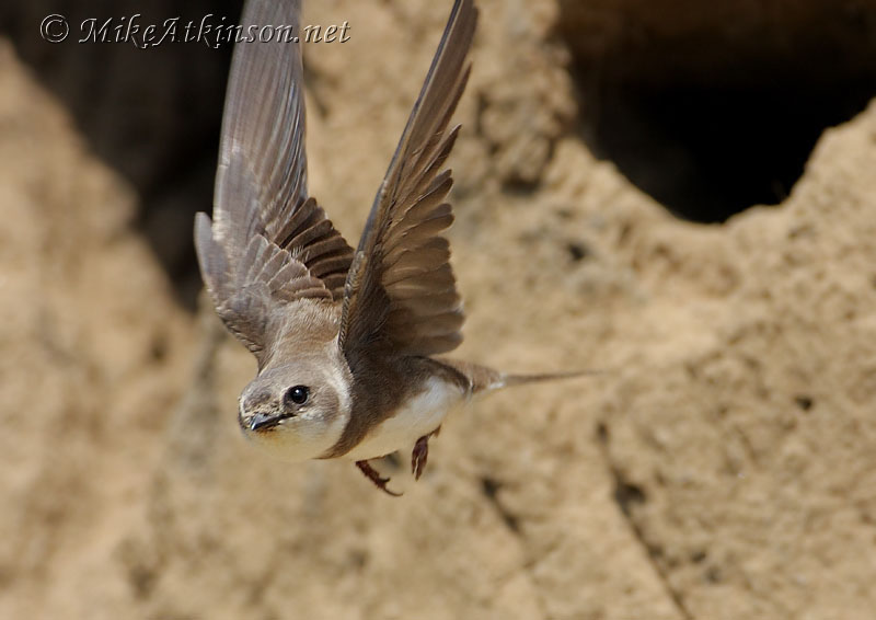 Sand Martin