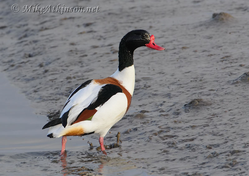 Shelduck