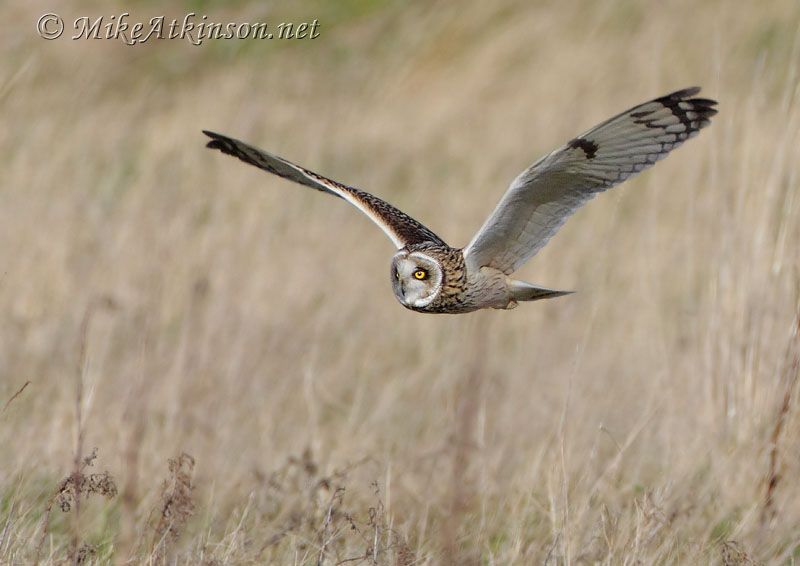 Short-eared Owl