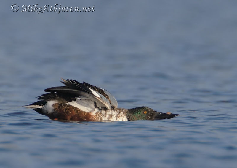 Shoveler