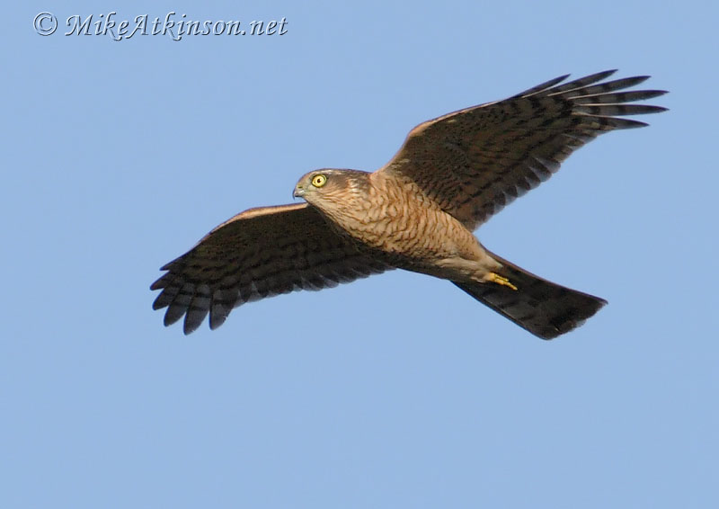 Sparrowhawk