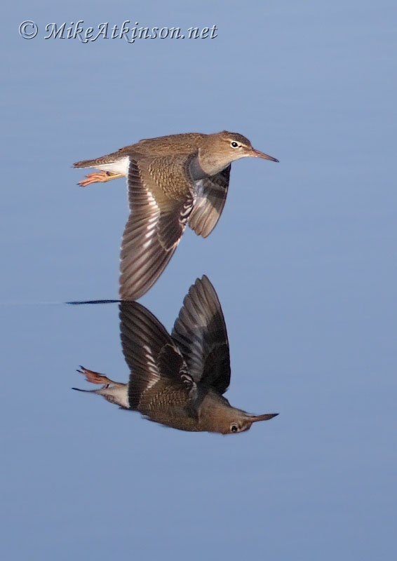 Spotted Sandpiper