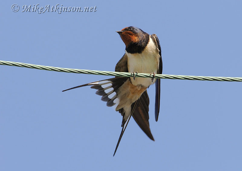 Swallow