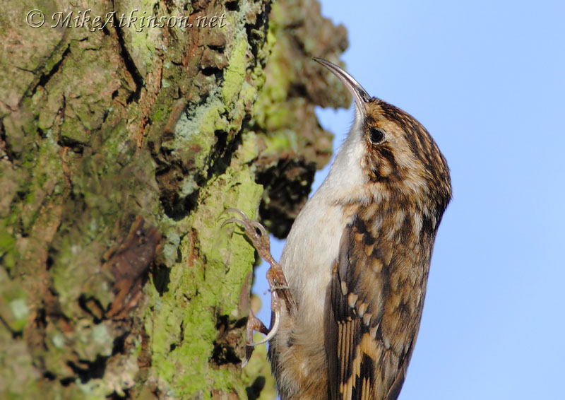 Treecreeper