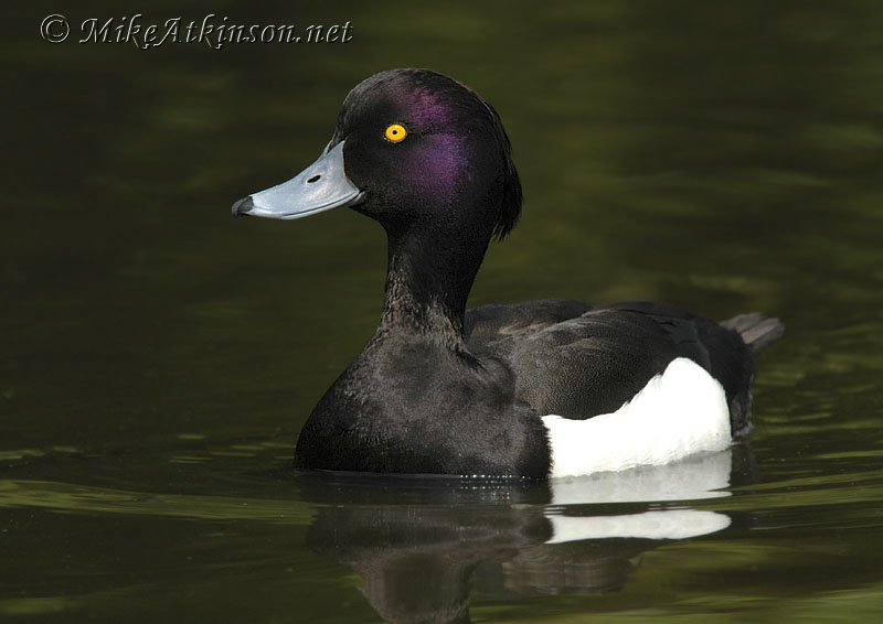 Tufted Duck