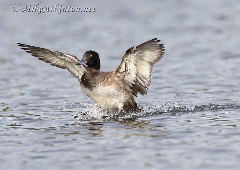 Tufted Duck