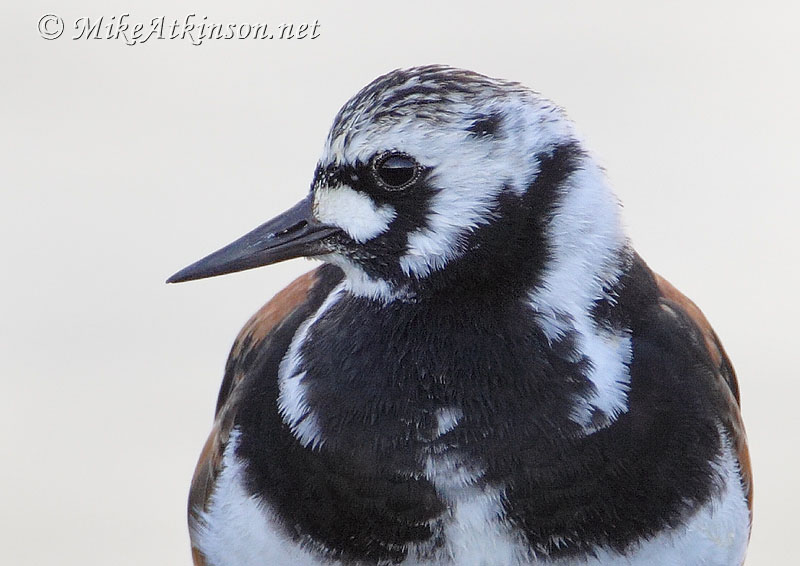 Turnstone