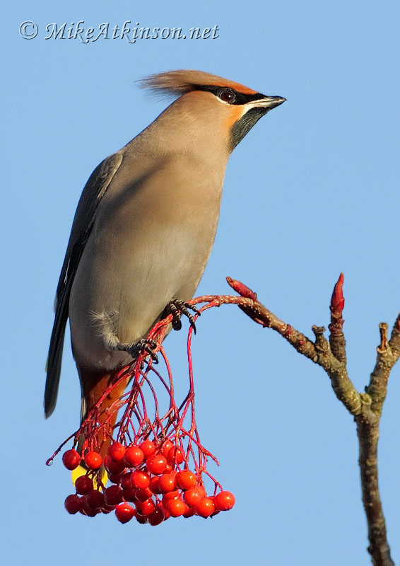 Waxwing