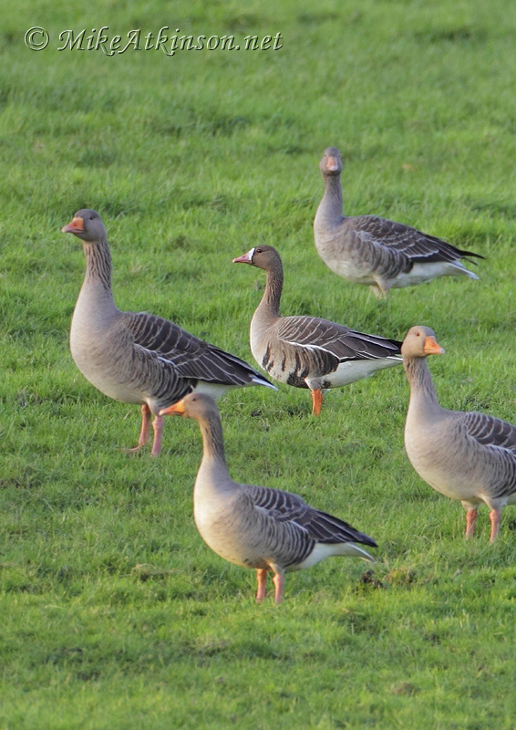 White-fronted Goose (European) with Greylags