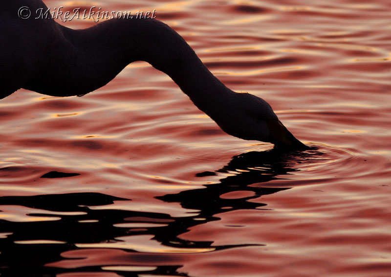 Whooper Swan