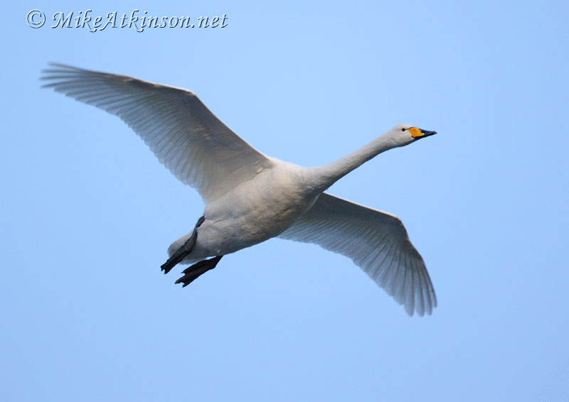 Whooper Swan