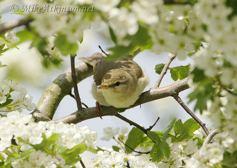 Willow Warbler