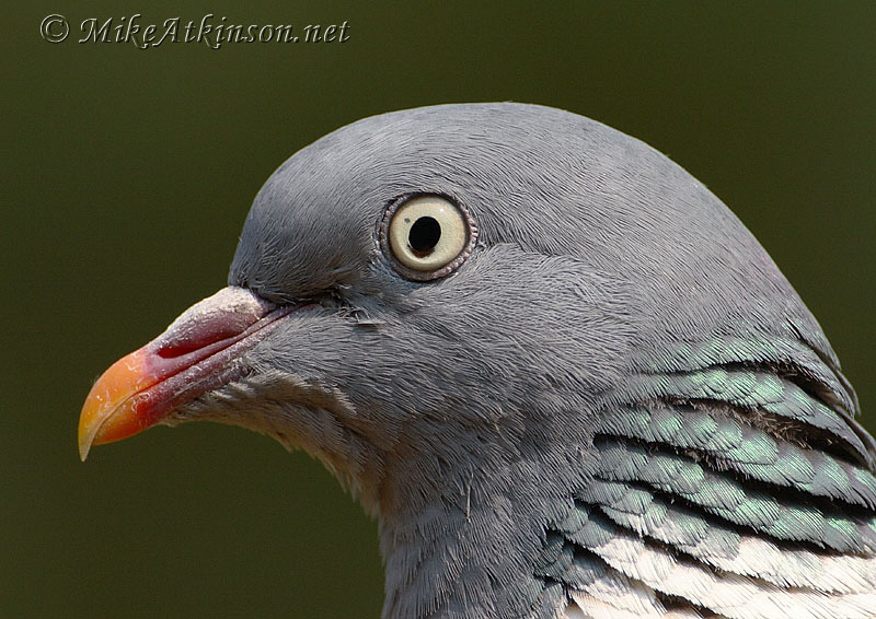 Woodpigeon